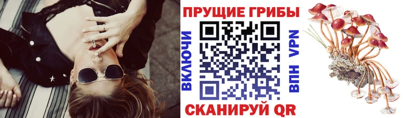 Псилоцибиновые грибы Psilocybe  Каргополь 
